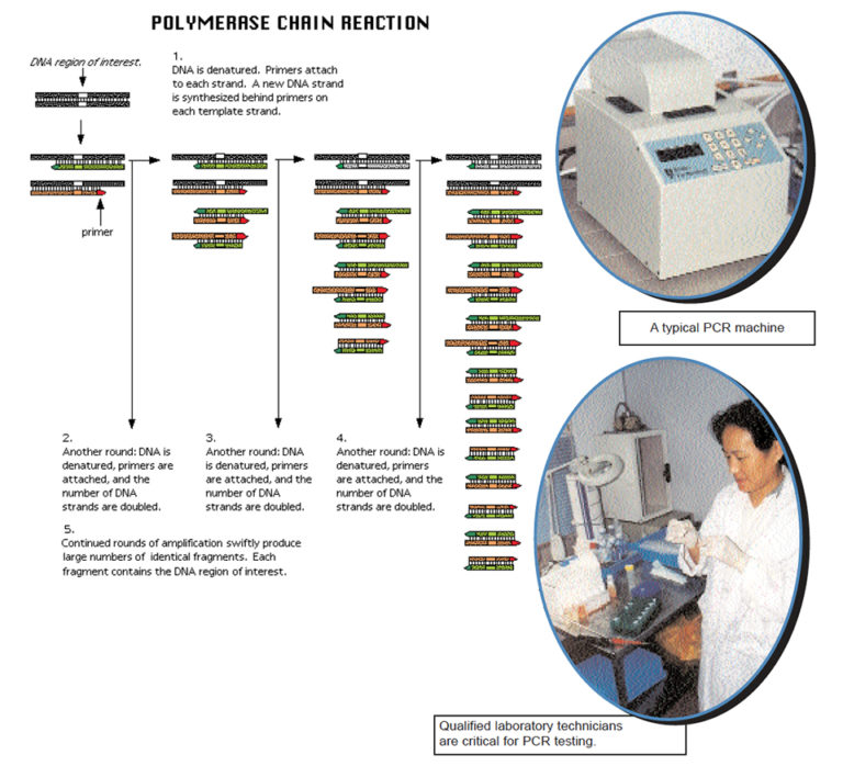 Article image for What is PCR?
