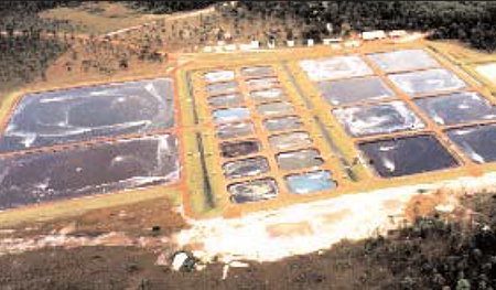 Article image for Changing paradigms in shrimp farming, part 2