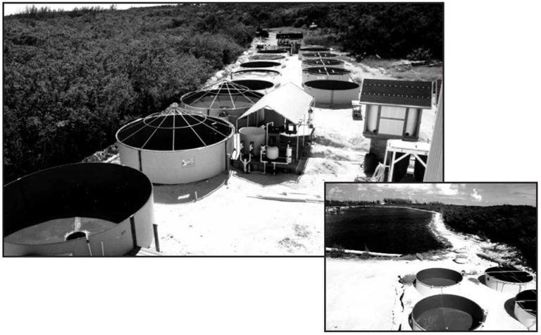 Article image for Commercial marine finfish hatchery in the Florida Keys reports on first production trials of mutton snapper