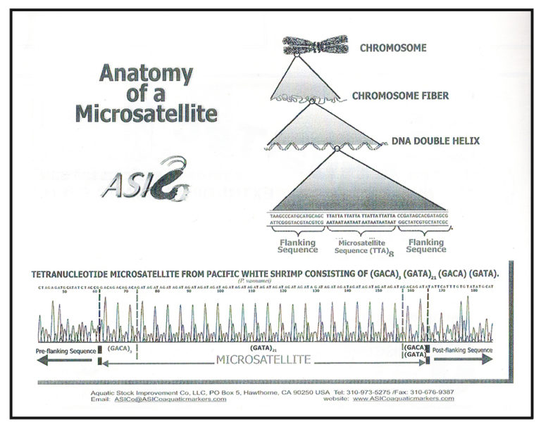 Article image for Microsatellites: Genetic markers of choice