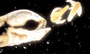 The artemia crisis – and solutions
