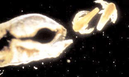 Article image for The artemia crisis – and solutions