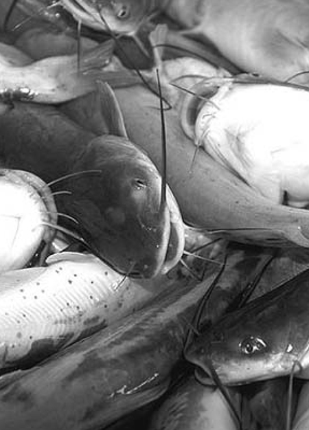 Article image for Genetic improvement of channel catfish