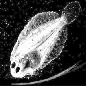 Feeding protocol for larval husbandry of southern flounder