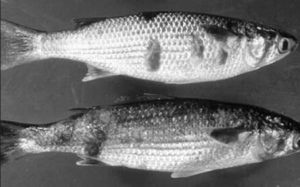 Aquaculture in the third millennium
