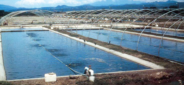 Article image for Tilapia farming in Honduras