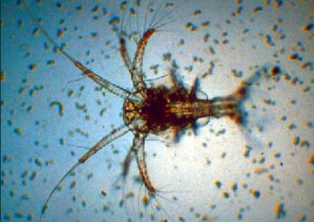 Article image for Use of spirulina in larviculture