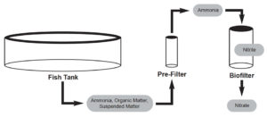Improving biofiltration in recirculating aquaculture systems