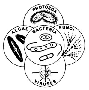 Aquaculture and the microbial world