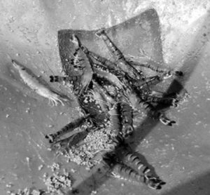 Proactive disease management in shrimp
