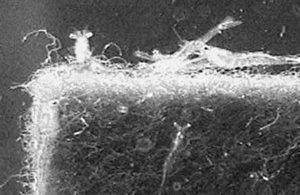 Use of substrate technology in shrimp larviculture