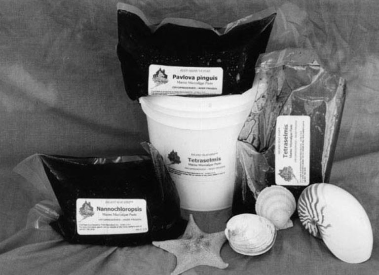 Article image for Microalgae paste: A new paradigm in larval feeds