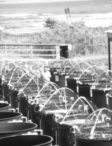 Aquafeeds and The Oceanic Institute’s AQUAFAN program, part 2