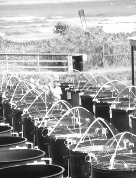 Article image for Aquafeeds and The Oceanic Institute’s AQUAFAN program, part 2