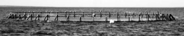 Article image for Aquaculture of pelagic fish, part 1