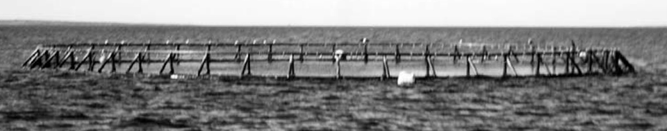 Article image for Aquaculture of pelagic fish, part 1