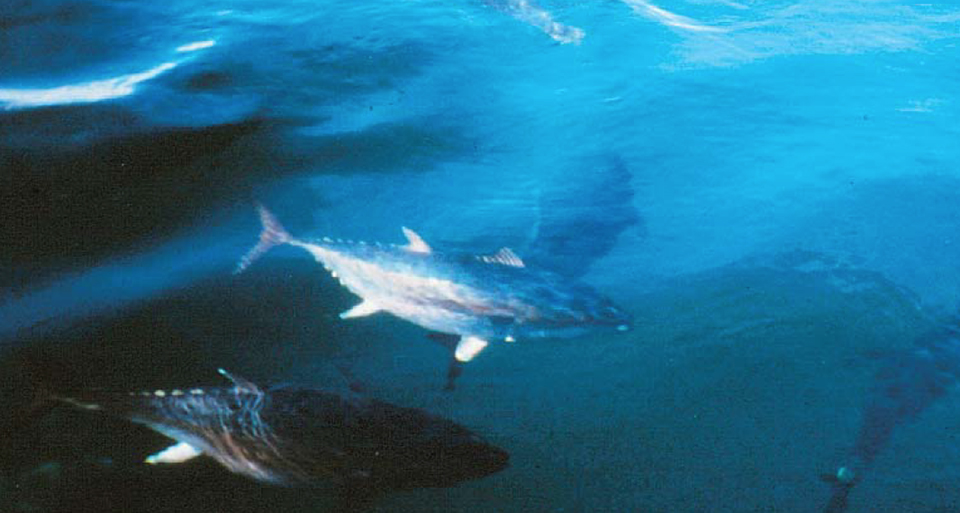 Article image for Aquaculture of pelagic fish, part 2