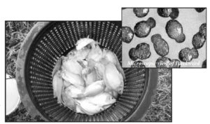 Sustainable tilapia culture: The potential of duckweed