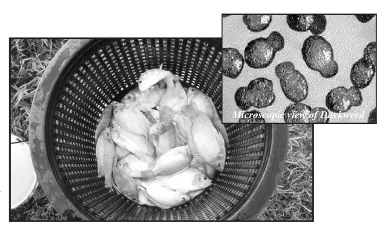 Article image for Sustainable tilapia culture: The potential of duckweed