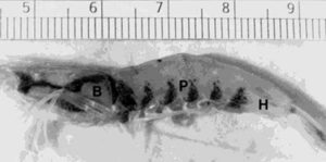 Physiological role of dietary vitamin C in penaeid shrimp
