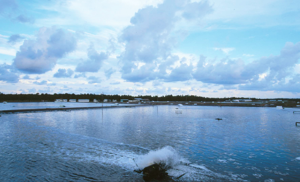 Article image for Changing paradigms in shrimp farming, part 4
