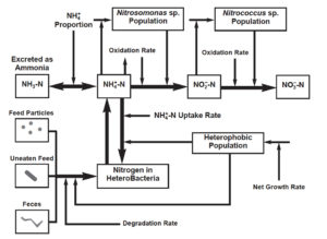 Role of bacteria on nutritional and management strategies in aquaculture systems