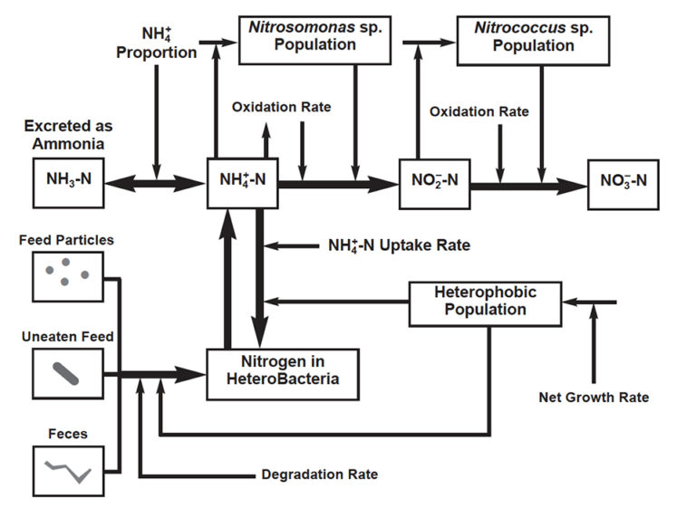 Article image for Role of bacteria on nutritional and management strategies in aquaculture systems