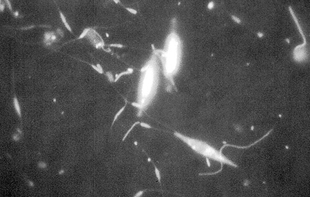 Article image for Benefits of a microbially dominated intensive shrimp production system