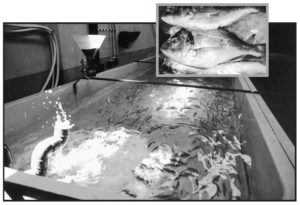 Commercial production of sea bream fingerlings in Spain