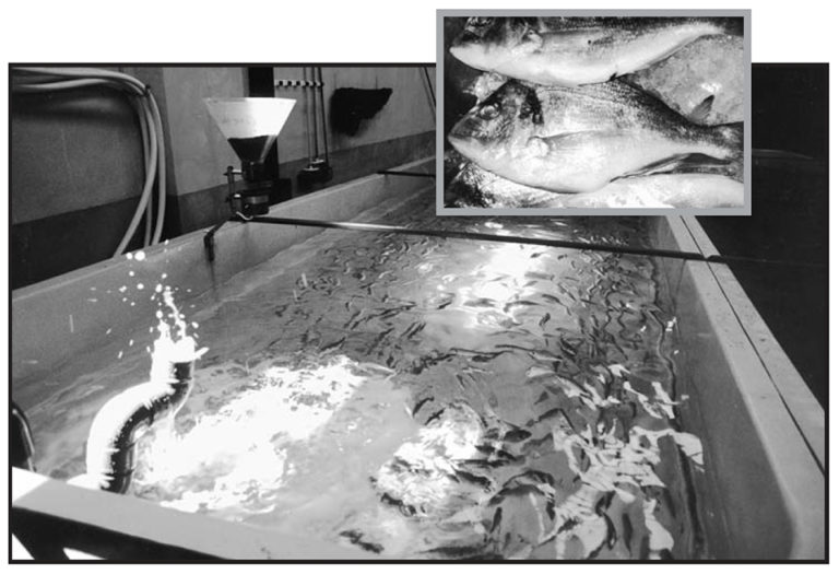 Article image for Commercial production of sea bream fingerlings in Spain