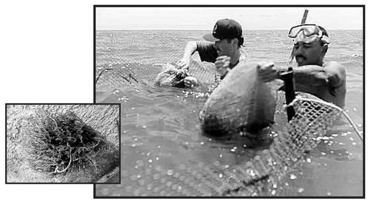 Article image for Marine agronomy: A sustainable alternative for coastal communities in developing countries