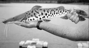 The Brazilian aquaculture feed market: A growing giant