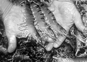 Case studies of world shrimp farming