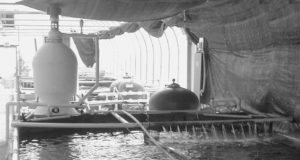 Culture of southern flounder in a freshwater recirculating system