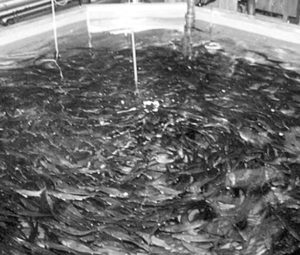 Sea and brackish water recirculation systems for round and flat fish production, part 1
