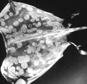 Shrimp viruses: The urgent need for research