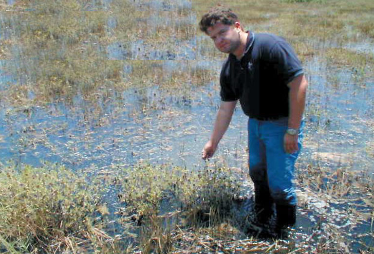 Article image for Treatment of shrimp pond effluent using constructed wetlands