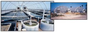 Culture of Penaeus vannamei in single-phase and three-phase recirculating aquaculture systems