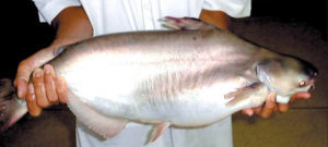Aquaculture in Vietnam
