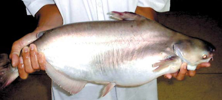 Article image for Aquaculture in Vietnam