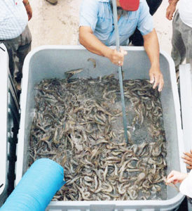 Mechanized shrimp harvesting