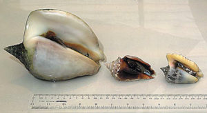 Culture of conch for stock enhancement and grow-out markets