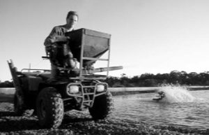 Shrimp feed management in Australia