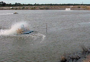 Round peg in a square hole: Aeration in a square shrimp pond