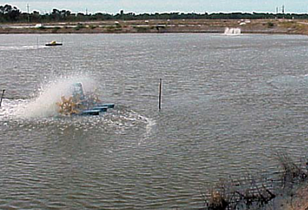 Article image for Round peg in a square hole: Aeration in a square shrimp pond