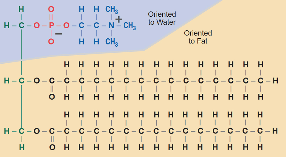 Article image for Phospholipids in shrimp feeds