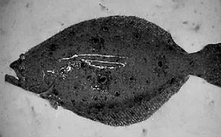 Article image for Broodstock management of summer and southern flounder