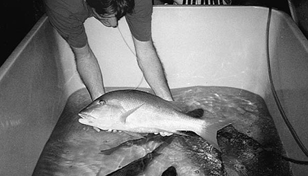 Article image for General prophylaxis and quarantine of marine brood fish