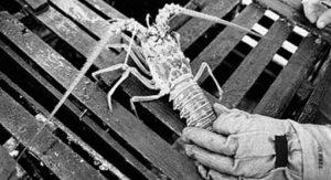 Adaptive immunity in invertebrates