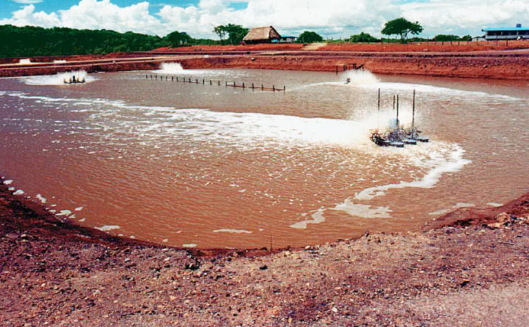 Article image for Zero-exchange shrimp production: Success in WSSV-infected Panama